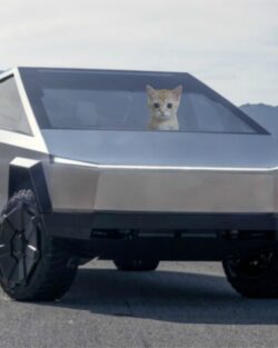 Elon Musk lent Tesla to Rue Cat for a ride 🐱