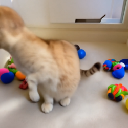 Rue Cat $RUECAT has already started the day playing her favorite toys.