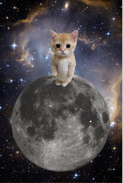 Our cutest Cat on the Moon